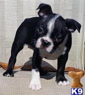 boston terrier puppy posted by QC Blues